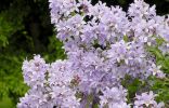 Колокольчик молочноцветковый — трогательный многолетник для малоуходного сада