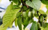 Актинидия коломикта — дальневосточная лиана с тропическими плодами