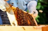 Секрет тёмного мёда, или Как мои пчелы медвяную росу собирают