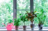 5 мифов о комнатных растениях, которые помогут их погубить