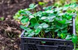 7 шагов к получению качественной рассады земляники садовой
