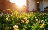 Микроклевер — идеальный газон для малоуходного сада