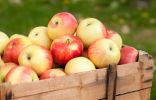 5 секретов длительного хранения яблок