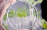 Как повысить устойчивость растений к болезням?