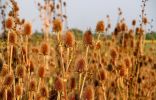Ворсянка — декоративный сухоцвет и лекарственное растение