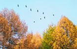 Летят перелетные птицы… Какие и куда?