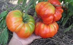 Выбираем лучший сорт томата — советы селекционера