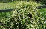 Анредера — выносливая лиана-тропиканка, которой стоит разнообразить сад