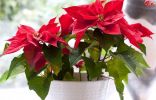 7 лучших зимнецветущих комнатных растений