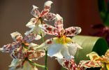 Комнатная камбрия — пёстрая орхидея-звездочка