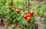 Высаживаем и лелеем томаты — советы специалиста