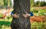 Какие деревья помогают нам сохранить здоровье?