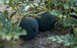 5 необычных и вкусных арбузов, которые я выращивала в прошлом сезоне