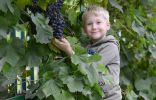 Зимостойкие сорта винограда от фирмы «Поиск»