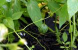 Дынная ягода, или Тзимбало — экзотические зимние витамины