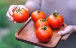 Зимние сорта томатов, которые у меня сохранились в свежем виде до весны