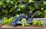 Воспитание винограда — обрезка лозы для начинающих