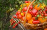 Как вырастить урожай действительно сладких томатов?