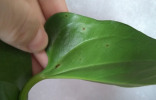 Чем поражены листья антуриума?