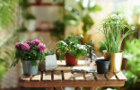 Как безопасно использовать народные средства для комнатных растений?
