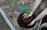Как высадить саженцы роз в открытый грунт правильно?