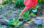 5 лучших органических удобрений для сада и огорода
