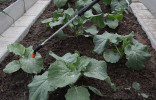 Подкормка капусты: как выбрать удобрения и когда их применять?