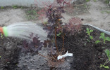 Скумпия: как посадить и выращивать «облачное дерево»?