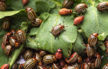 Защита картофеля от колорадского жука и болезней