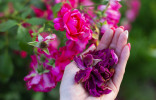 Лепестки розы — как правильно собрать, высушить и использовать?