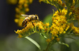 Позднелетние медоносы — для полезного меда и красоты сада