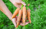Правила второго урожая моркови