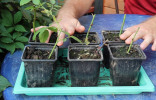 Результаты черенкования роз и гортензий. Как правильно посадить новые саженцы?