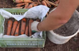 Как правильно убрать морковь и подготовить корнеплоды к зимнему хранению?