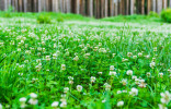 Белый клевер как газон — достоинства и недостатки, посев и уход