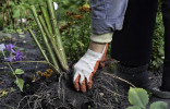 Как сохранить корневища и луковицы до весны