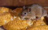 Боремся с мышами в доме без вреда для себя