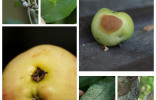 Болезни и вредители яблони