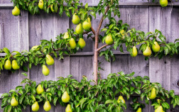 Оригинальные способы выращивания плодовых в неподходящих условиях