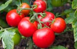 Посоветуйте сорта томатов