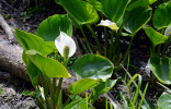 Белокрыльник болотный — настоящая калла в саду