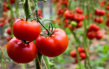 Какие семена томатов выбрать? Список сортов и фотографии