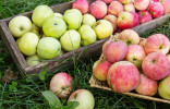 Выбираем идеальный сорт яблони — 10 частых вопросов и ответов