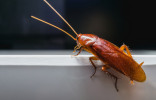 15 фактов о тараканах, которым вы не захотите поверить