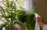 Повышение влажности для комнатных растений — что работает, а что нет?