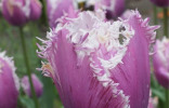 Интересные и необычные сорта тюльпанов