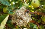 Лишайники — почему растут на плодовых и как от них избавиться?