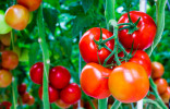 Защита томатов — от всходов до сбора урожая