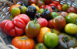 Как не ошибиться с томатами — простые правила выбора