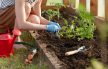 Как улучшить приживаемость рассады и снизить стресс у растений